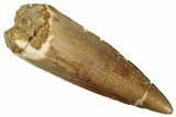 Fossil Spinosaurus Tooth - Real Dinosaur Tooth #299102-1